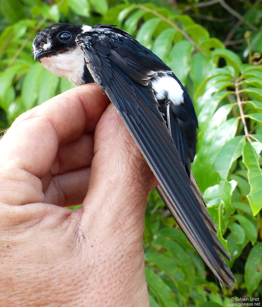 Lesser Swallow-tailed Swiftadult