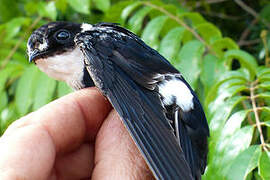 Lesser Swallow-tailed Swift