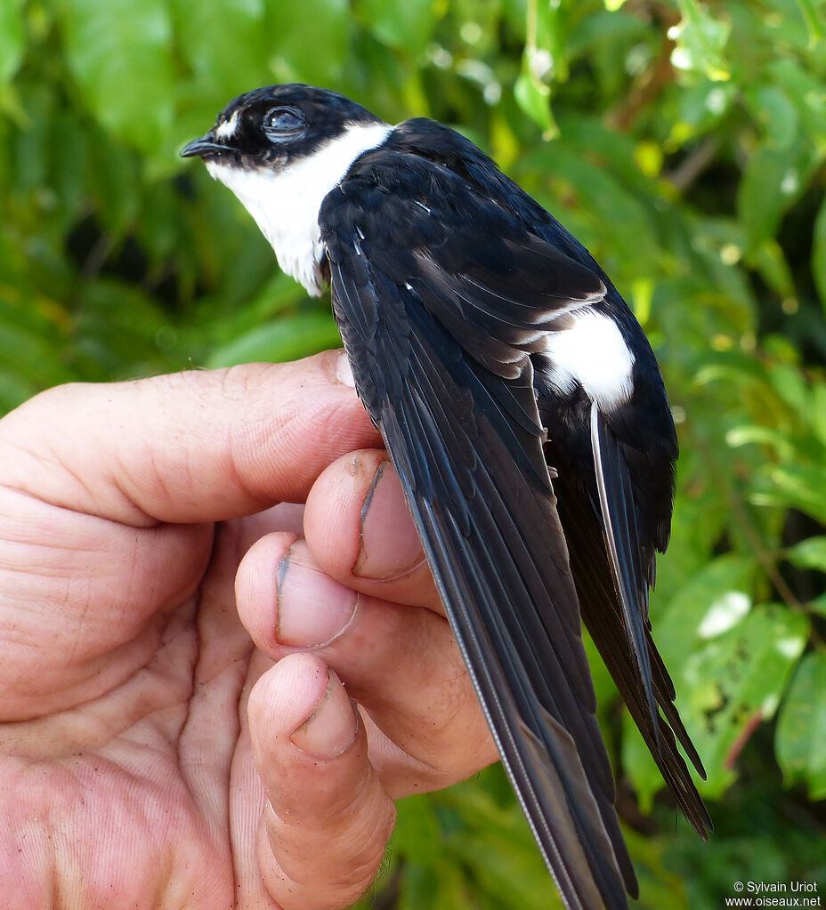 Lesser Swallow-tailed Swiftadult