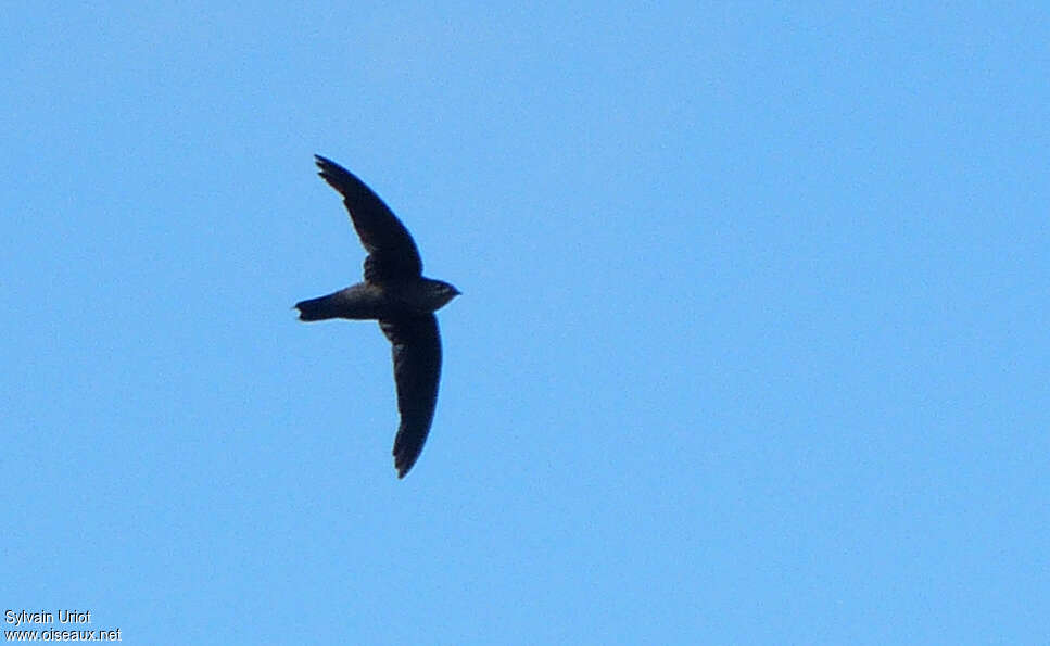 Chapman's Swift