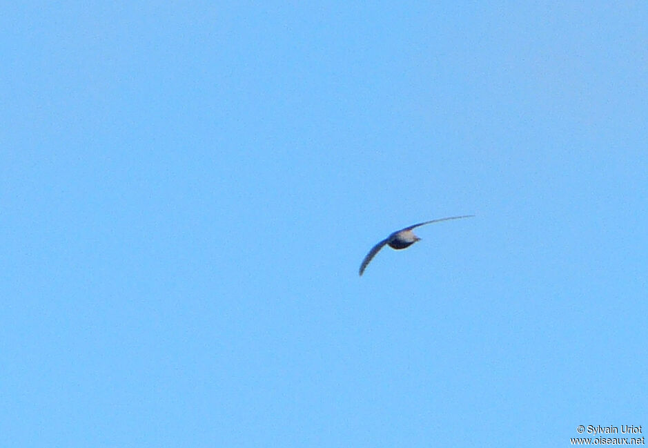 Chapman's Swift