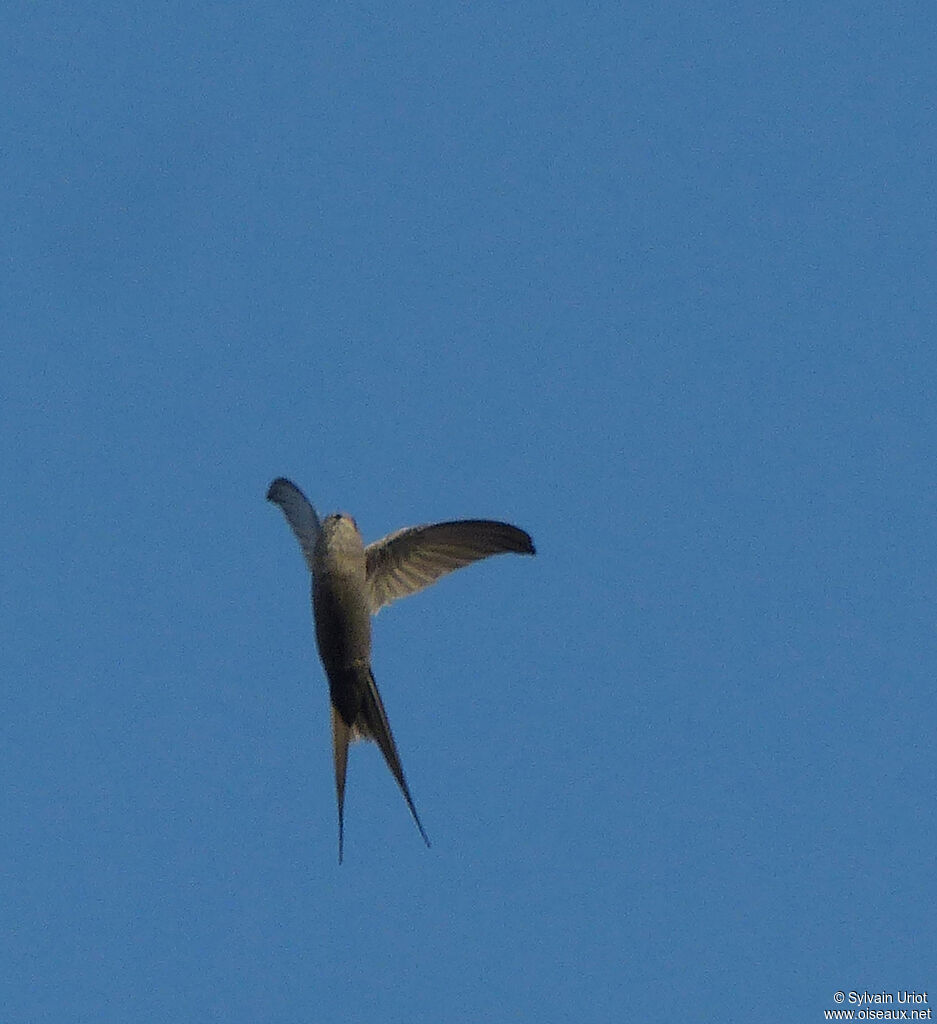 African Palm Swift