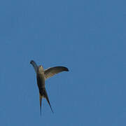 African Palm Swift