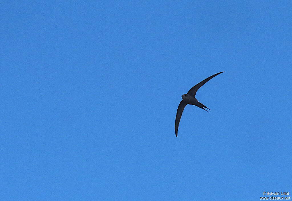 African Palm Swiftadult