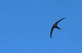 African Palm Swift