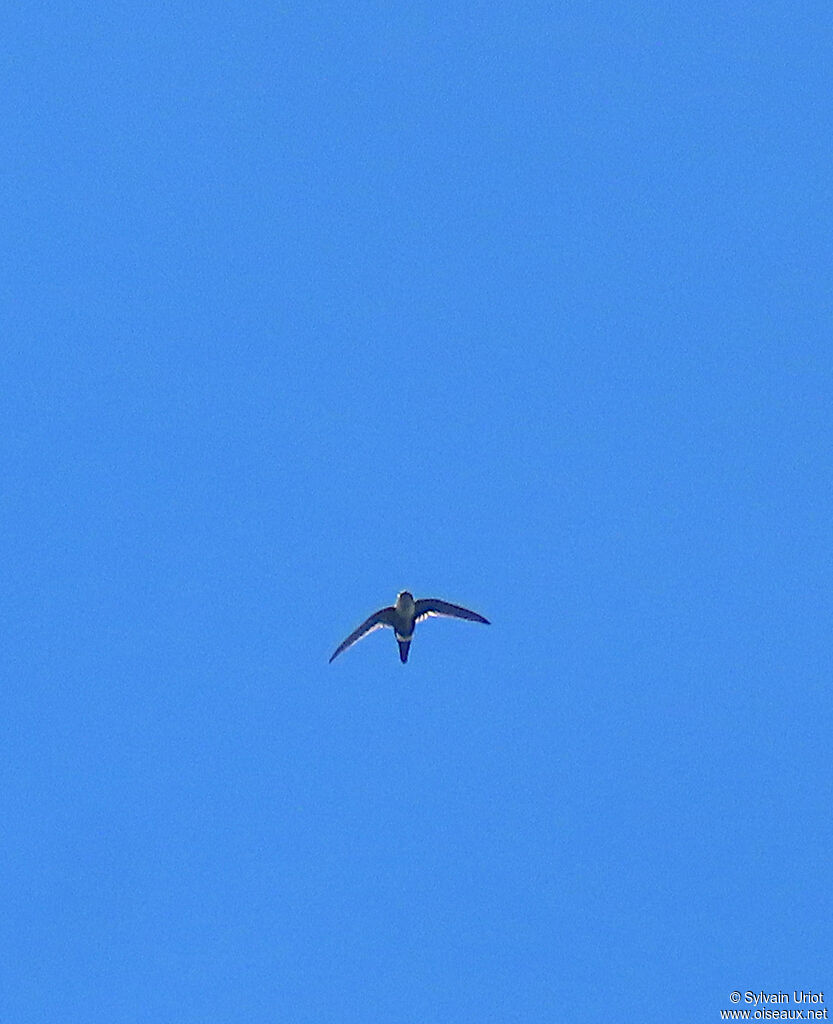 White-tipped Swiftadult