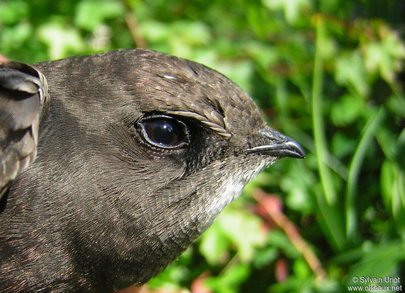 Common Swiftadult, close-up portrait