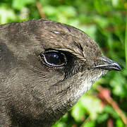 Common Swift