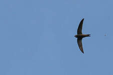 Martinet noir