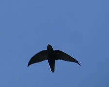 Short-tailed Swift