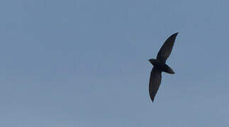 Short-tailed Swift