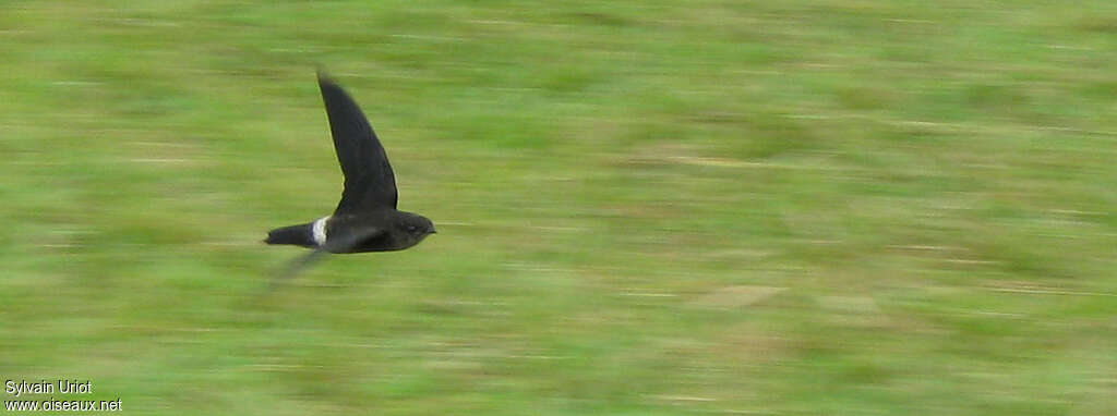 Band-rumped Swift