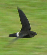 Band-rumped Swift