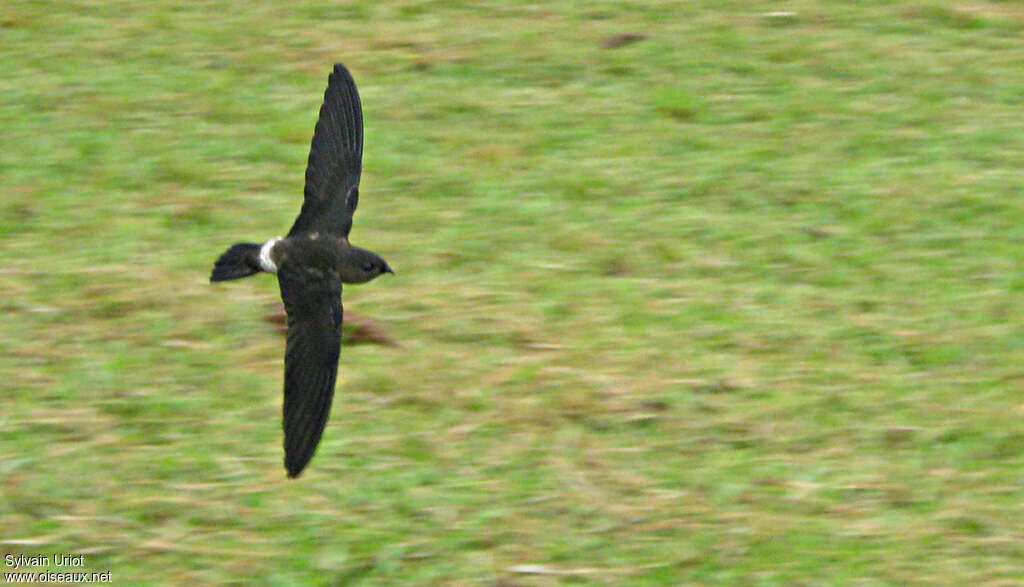 Band-rumped Swift, identification