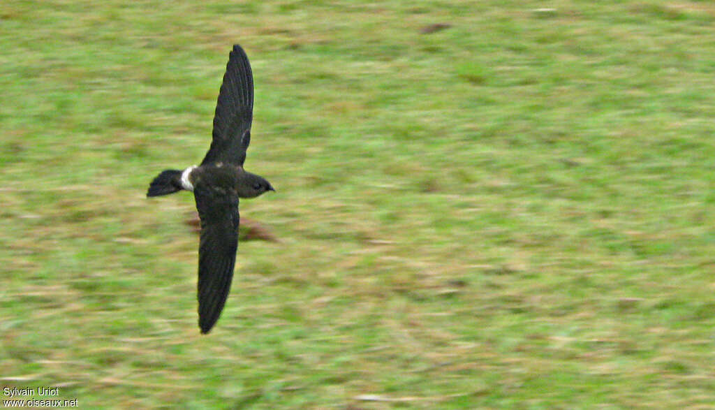 Band-rumped Swift