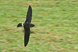 Band-rumped Swift