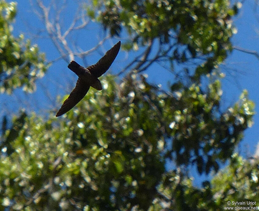 Band-rumped Swift