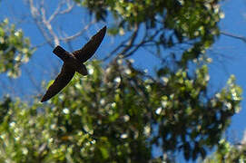 Band-rumped Swift