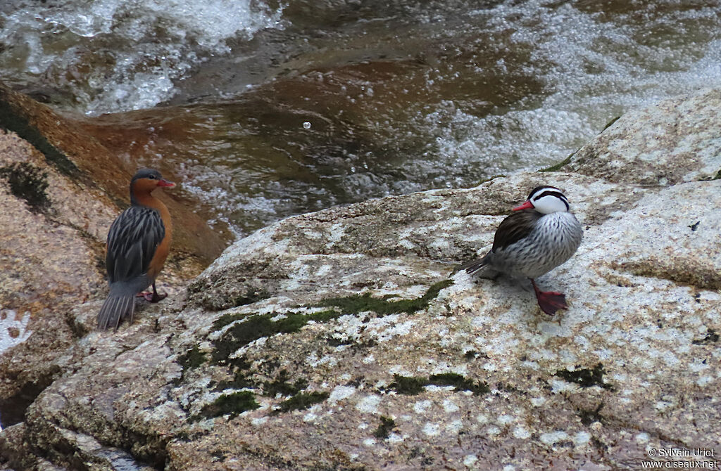 Torrent Duckadult