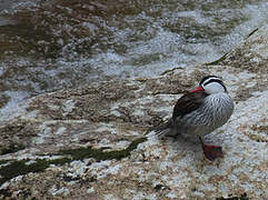 Torrent Duck