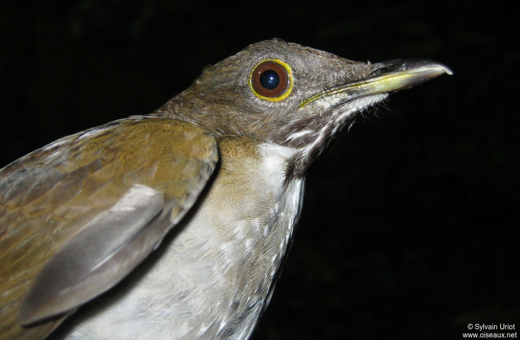 White-necked Thrushadult