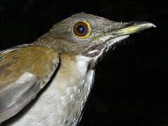 White-necked Thrush