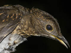 White-necked Thrush