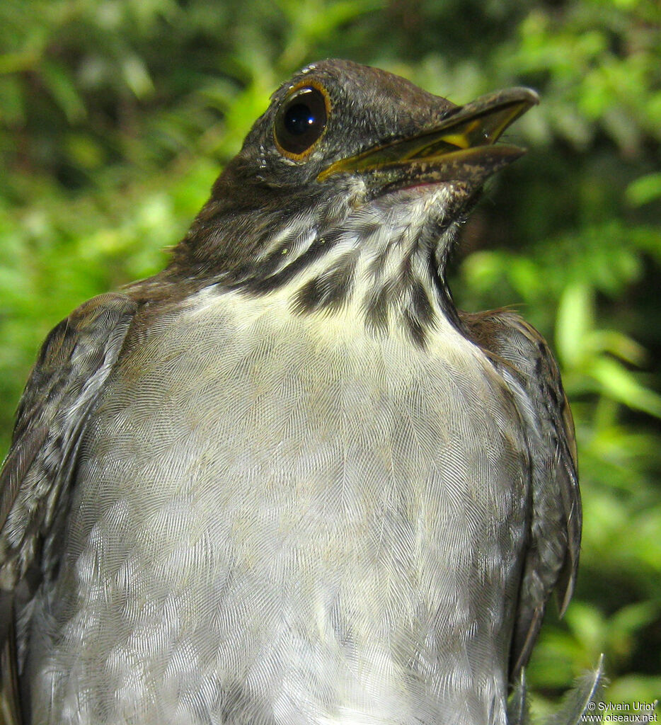 White-necked Thrushadult