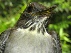 White-necked Thrush