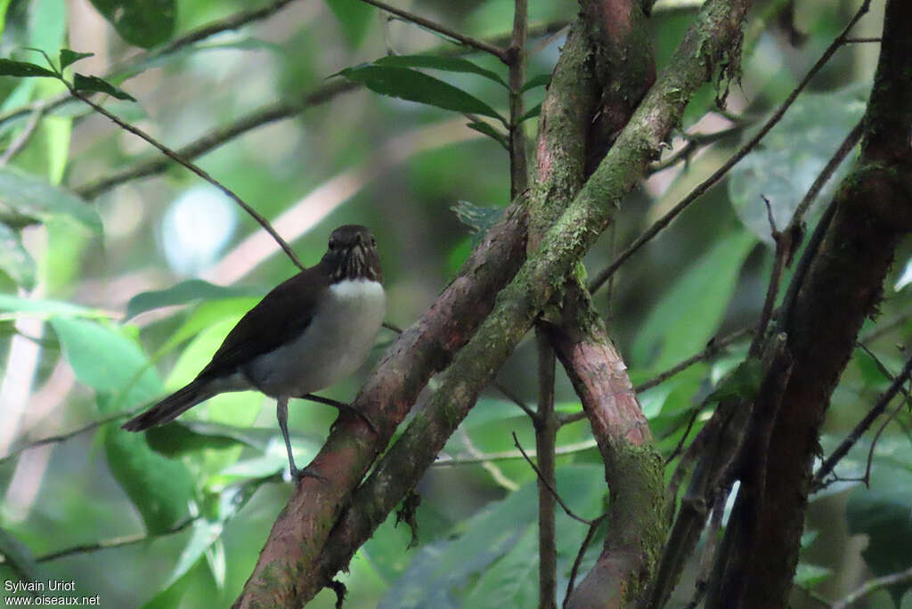 White-necked Thrushadult, habitat, pigmentation