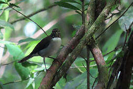 White-necked Thrush