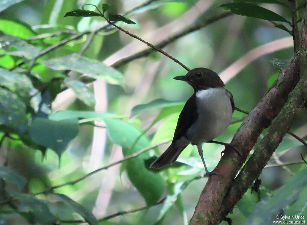 White-necked Thrushadult