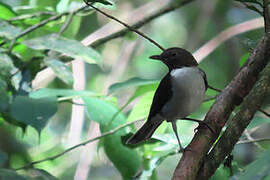 White-necked Thrush