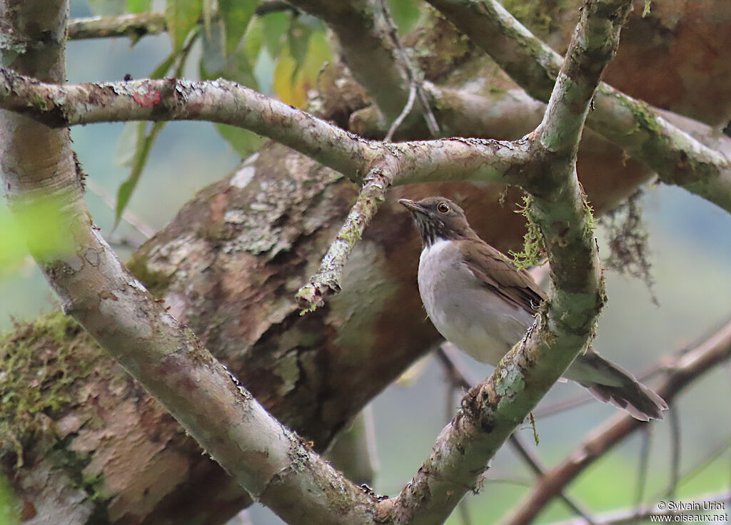 White-necked Thrushadult