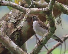 White-necked Thrush