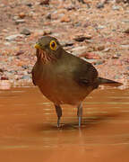 Spectacled Thrush