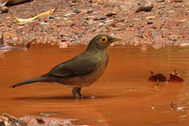 Spectacled Thrush