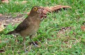 Spectacled Thrush