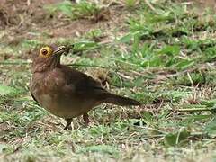 Spectacled Thrush