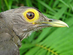 Spectacled Thrush