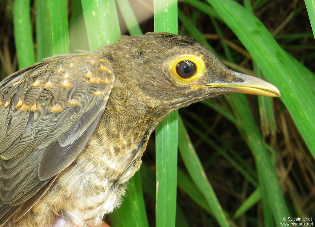 Spectacled Thrushjuvenile