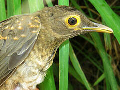 Spectacled Thrush