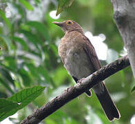 Spectacled Thrush