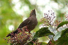 Spectacled Thrush