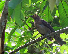 Spectacled Thrush