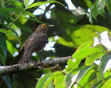 Spectacled Thrush