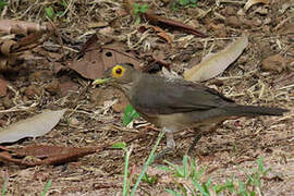 Spectacled Thrush