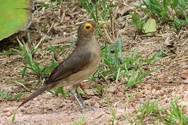 Spectacled Thrush