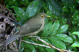 Spectacled Thrush