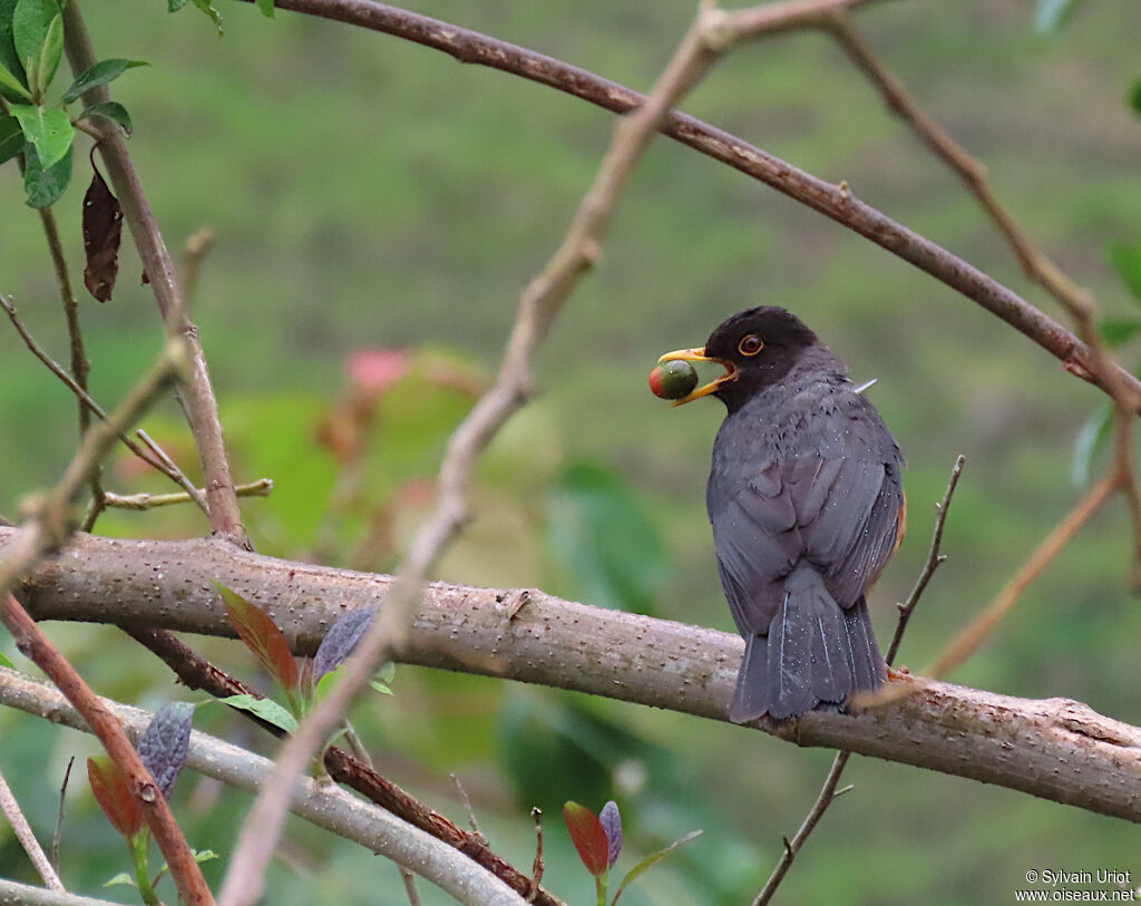 Chestnut-bellied Thrush